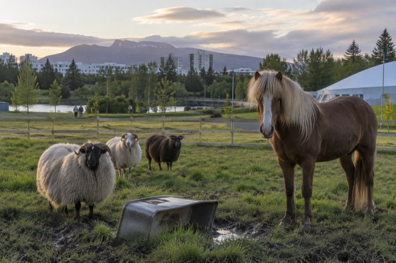 Reykjavík Family Park and Zoo (Húsdýragarðurinn)