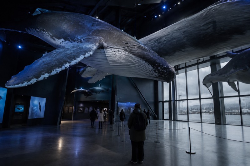 Whales of Iceland