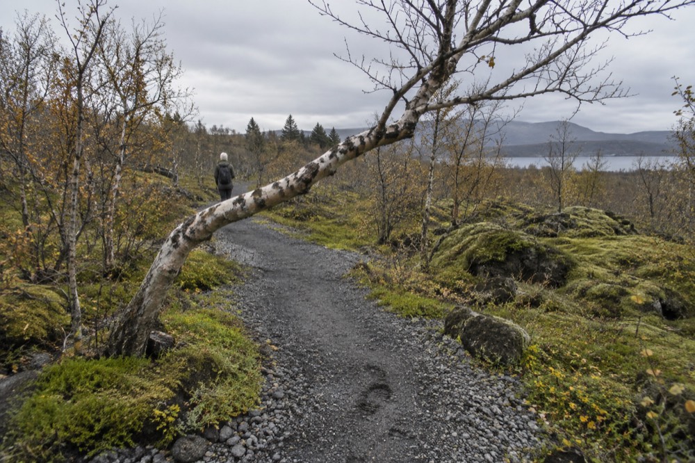Birch woodland and a gravel path inside a nature reserve with hills beyond
