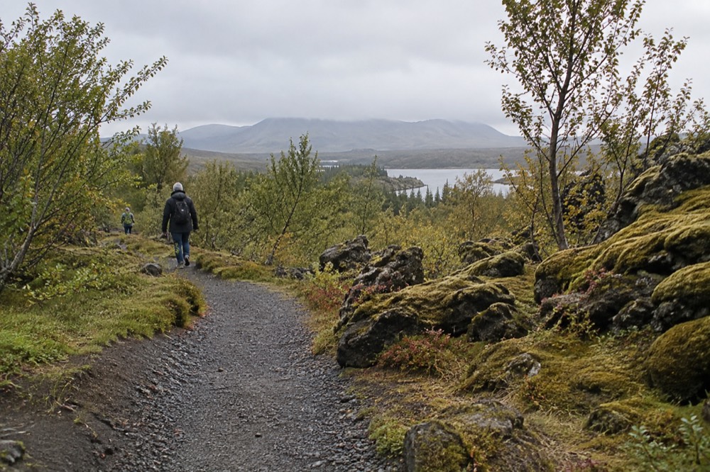 A gravel path winding through low birch woodland and mossy lava rock