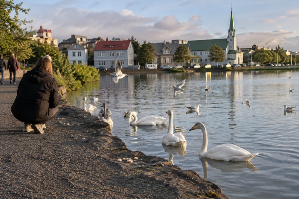 A calm city pond with birds on the water and green park banks under a summer sky