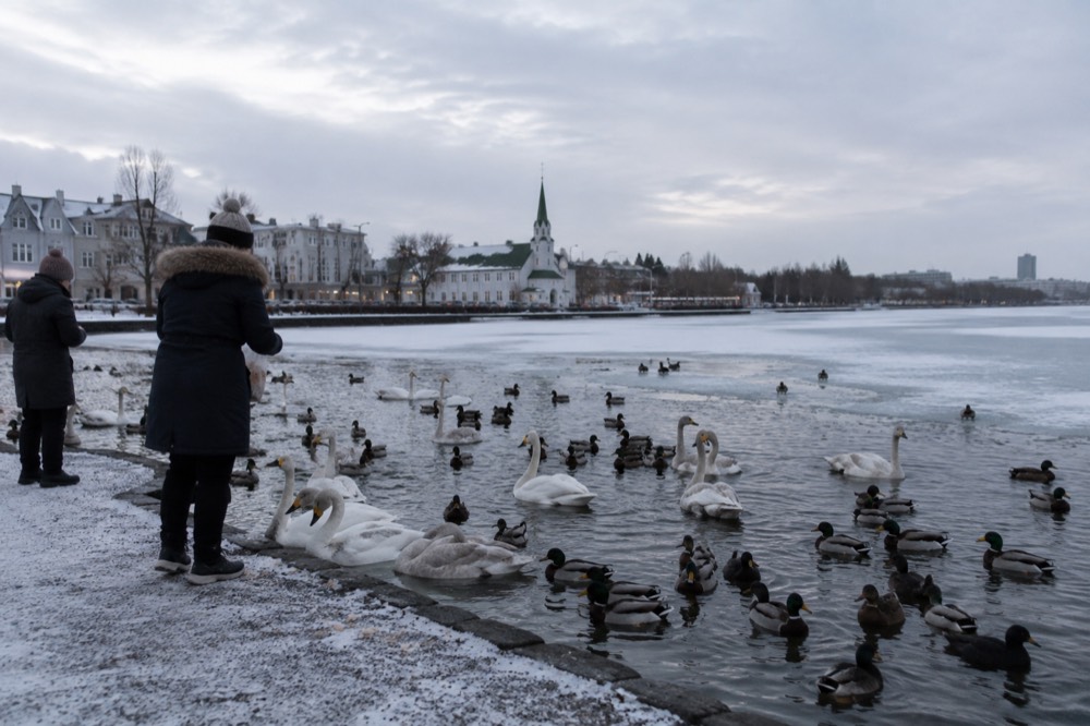 A frozen city pond with birds gathered at an open patch of water