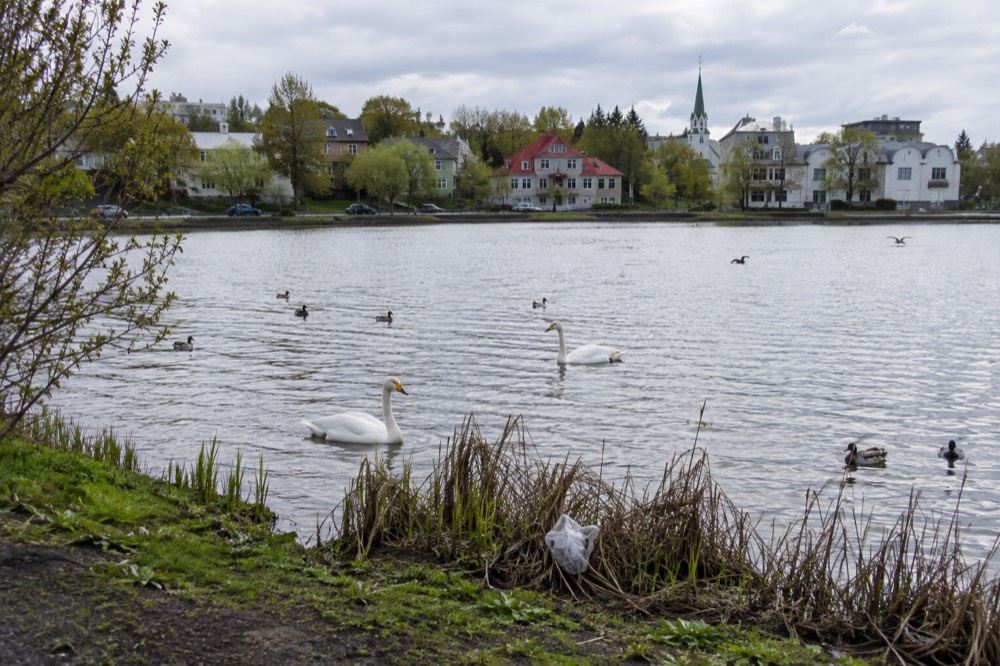 A city pond with birds and trees around the shoreline