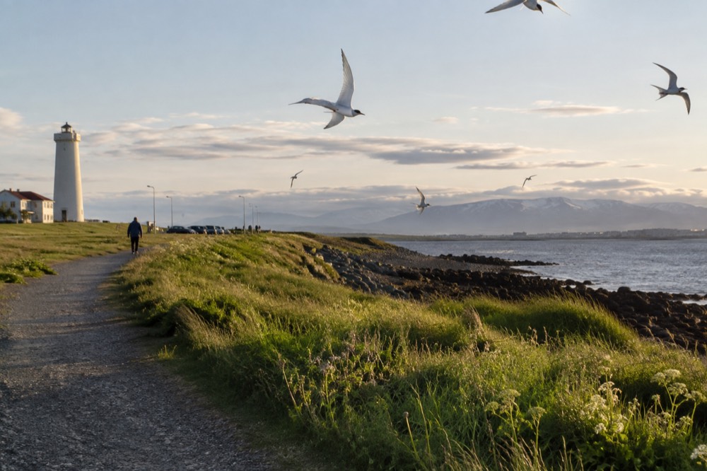 Arctic terns flying over coastal grassland near a shoreline path