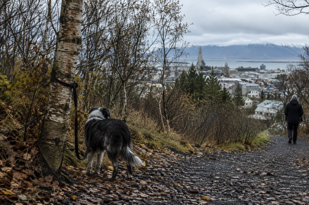 Birch woodland path climbing Oskjuhlid hill with city rooftops visible between trees