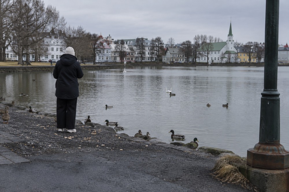 A calm city pond with birds on the water, trees along the bank and small buildings beyond
